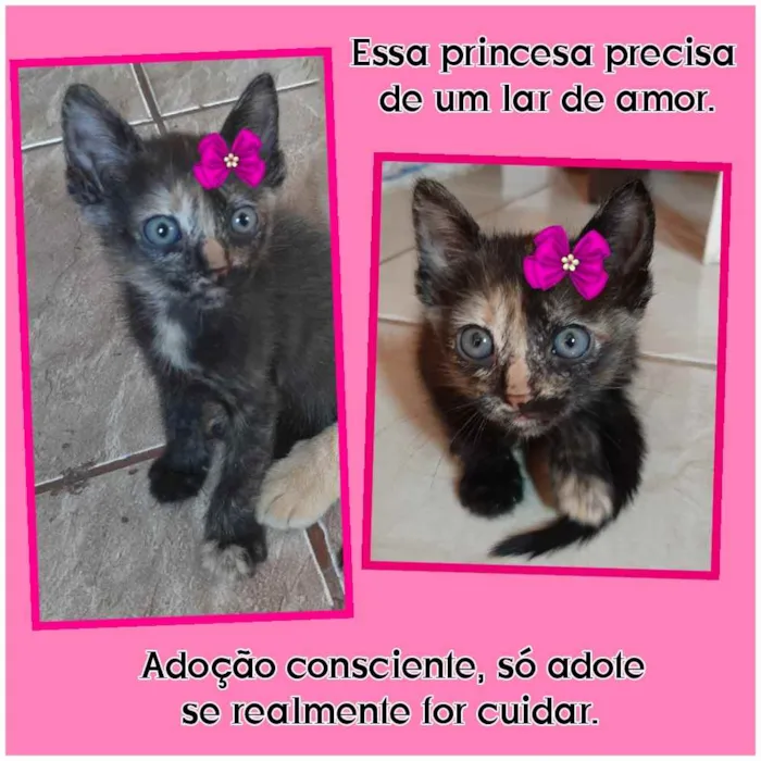 Gato raça Comum idade Abaixo de 2 meses nome Gatinha