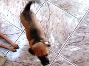 Cachorro raça Srd pequeno porte idade 2 a 6 meses nome Sem nome
