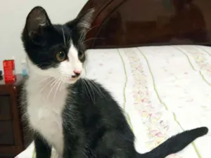 Gato raça Srd idade 2 a 6 meses nome Filhote