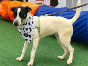 Cachorro raça SRD idade 7 a 11 meses nome Maylon