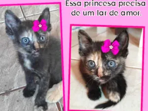 Gato raça Comum idade Abaixo de 2 meses nome Gatinha