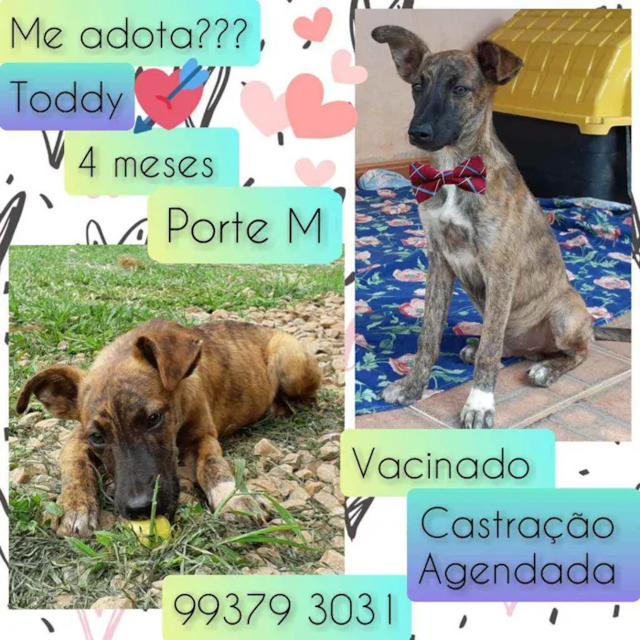 Cachorro raça SRD idade 2 a 6 meses nome Toddy
