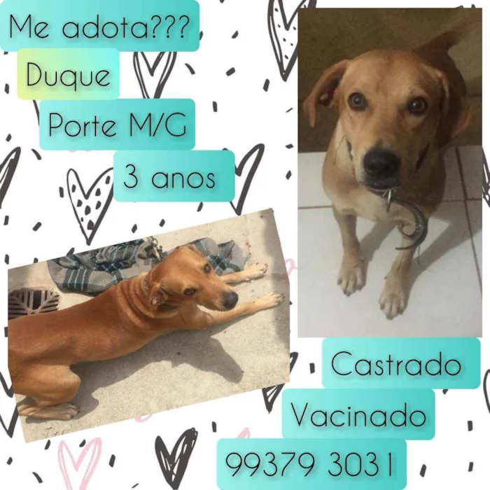 Cachorro raça SRD idade 3 anos nome Duque