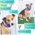 Amigo