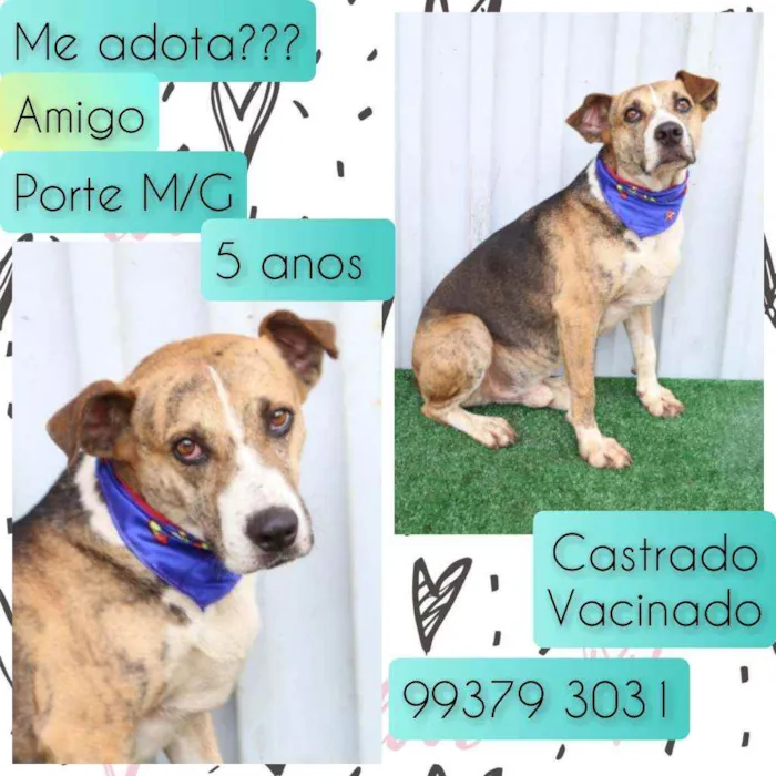 Cachorro raça SRD idade 5 anos nome Amigo