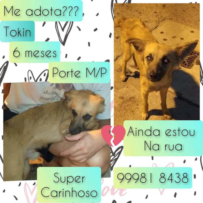 Cachorro raça SRD idade 2 a 6 meses nome Tokin