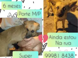 Cachorro raça SRD idade 2 a 6 meses nome Tokin