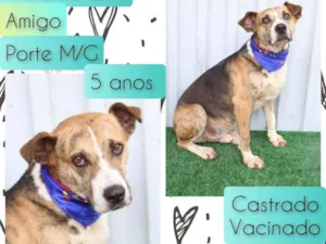 Cachorro raça SRD idade 5 anos nome Amigo