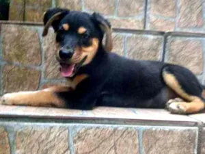 Cachorro raça Indefinida idade 2 a 6 meses nome Neguinho