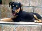 Cachorro raça Indefinida idade 2 a 6 meses nome Neguinho