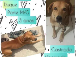 Cachorro raça SRD idade 3 anos nome Duque