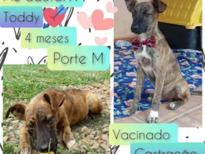Cachorro raça SRD idade 2 a 6 meses nome Toddy