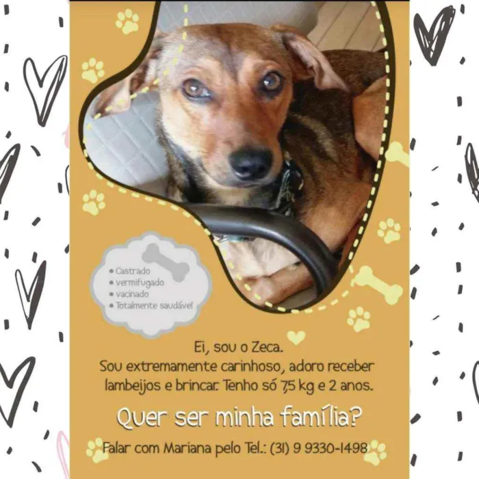 Cachorro raça SRD idade 2 anos nome Zeca