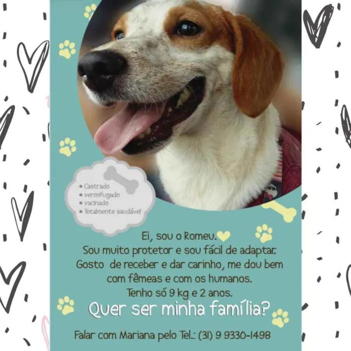 Cachorro raça SRD idade 2 anos nome Romeu 