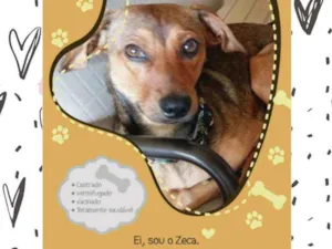Cachorro raça SRD idade 2 anos nome Zeca