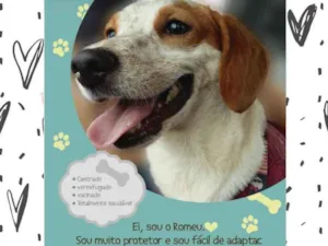 Cachorro raça SRD idade 2 anos nome Romeu 