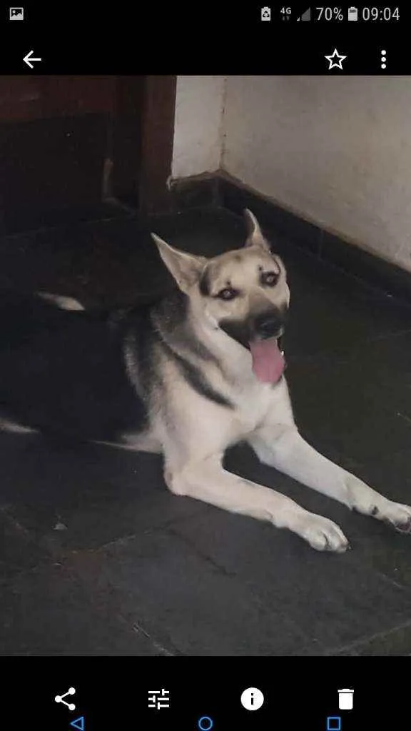 Cachorro ra a Mestiços pastor alemão e fila  idade 1 ano nome MAVERICK, LAURA, ISI