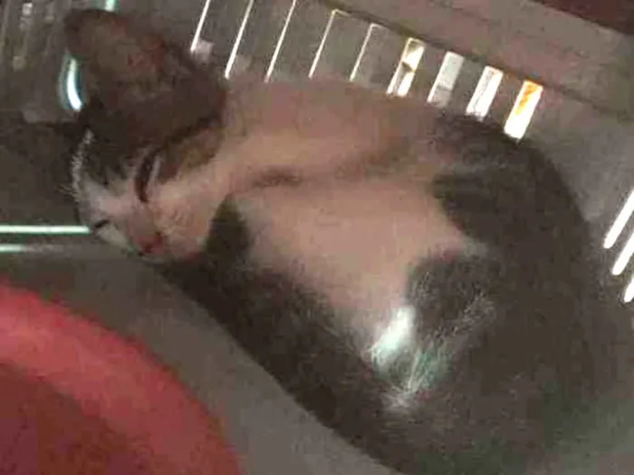 Gato raça Sem raça  idade 2 a 6 meses nome Sem nome 