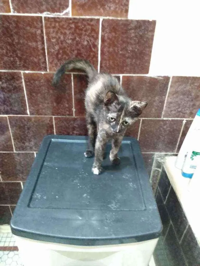 Gato ra a SRD idade 2 a 6 meses nome Sem nome