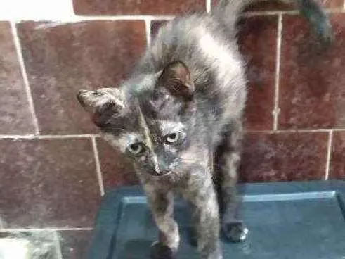 Gato ra a SRD idade 2 a 6 meses nome Sem nome