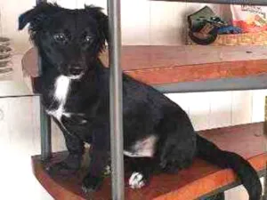 Cachorro raça vira lata idade 7 a 11 meses nome Luna