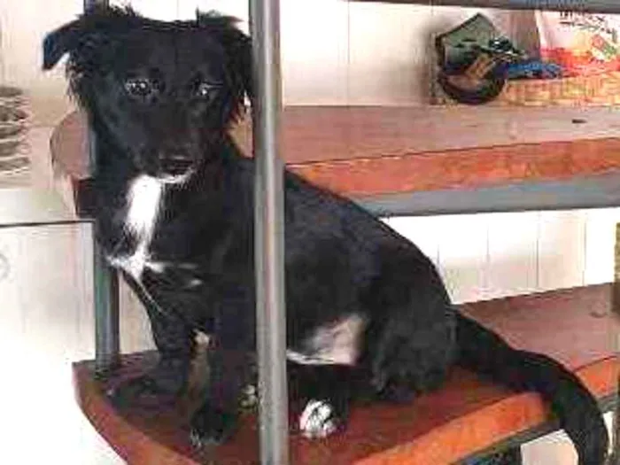 Cachorro raça vira lata idade 7 a 11 meses nome Luna