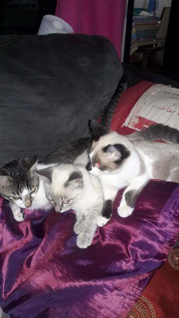 Gato raça vira lata idade 2 a 6 meses nome tico, teco,godinho
