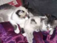tico, teco,godinho
