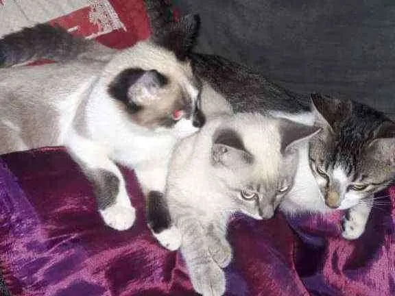 Gato raça vira lata idade 2 a 6 meses nome tico, teco,godinho