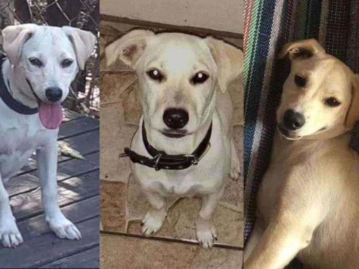 Cachorro raça SRD-ViraLata idade 7 a 11 meses nome Belinha