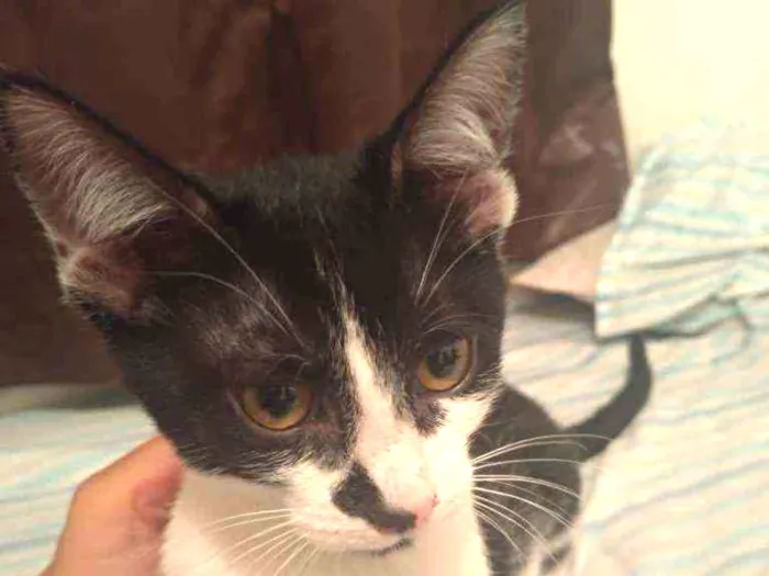 Gato raça Sem raça  idade 2 a 6 meses nome Sem nome