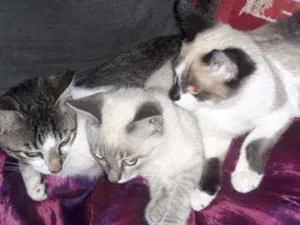 Gato raça vira lata idade 2 a 6 meses nome tico, teco,godinho
