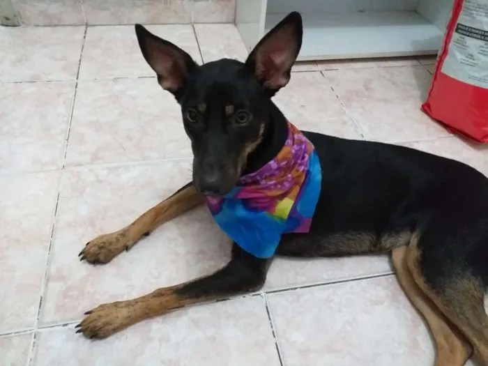 Cachorro ra a SRD idade 1 ano nome Amora