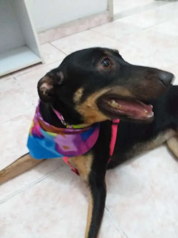 Cachorro ra a SRD idade 1 ano nome Amora