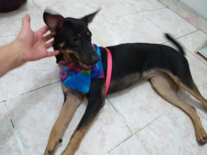 Cachorro ra a SRD idade 1 ano nome Amora