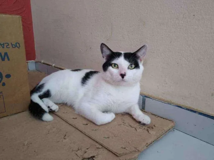 Gato raça Srd idade 7 a 11 meses nome Chorão