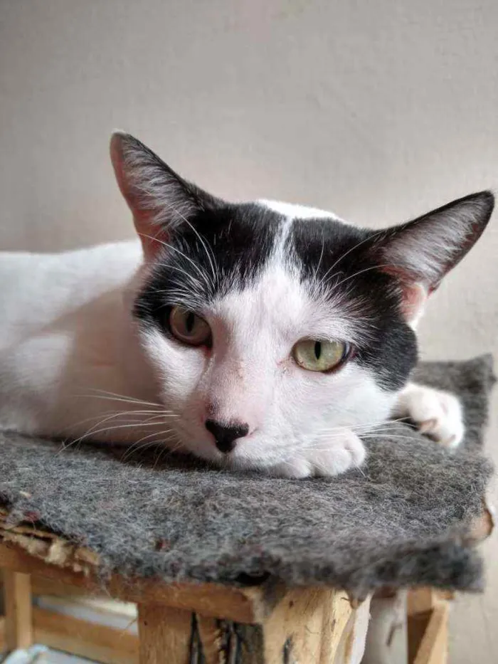 Gato raça Srd idade 7 a 11 meses nome Chorão