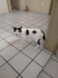 Chorão