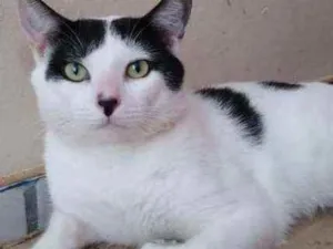 Gato raça Srd idade 7 a 11 meses nome Chorão
