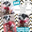 Bob