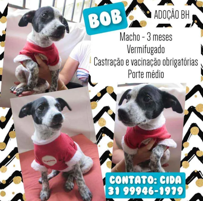 Cachorro raça Srd idade 2 a 6 meses nome Bob