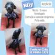 Bily