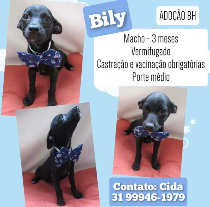 Cachorro raça Srd idade 2 a 6 meses nome Bily