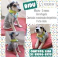 Bidu
