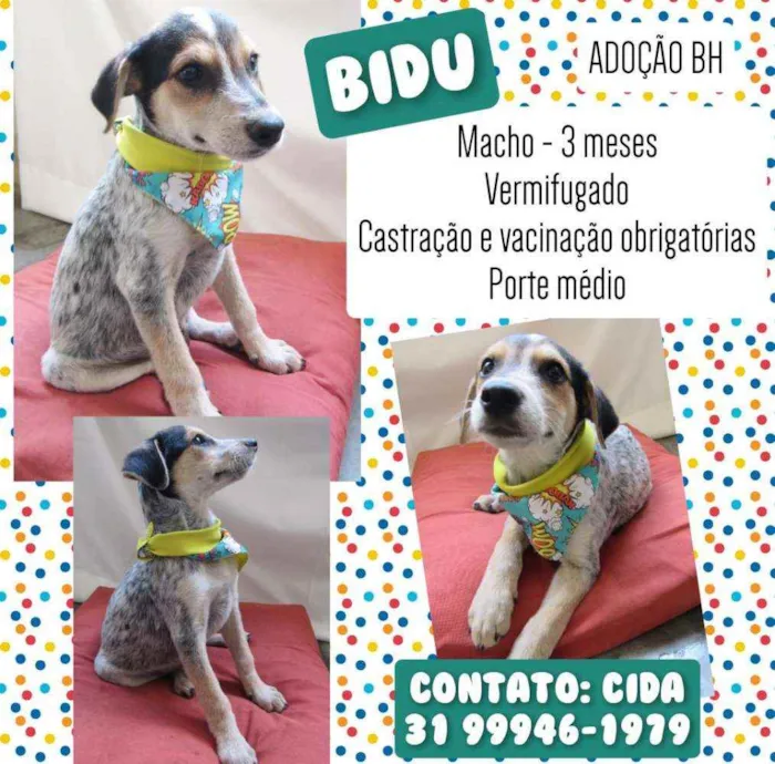 Cachorro raça Srd idade 2 a 6 meses nome Bidu