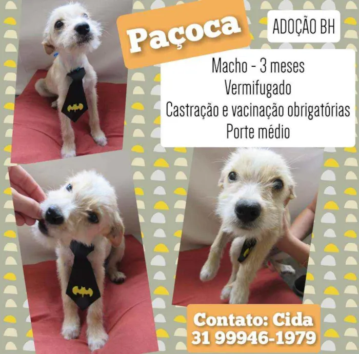Cachorro raça Srd idade 2 a 6 meses nome Paçoca