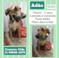 Adão 