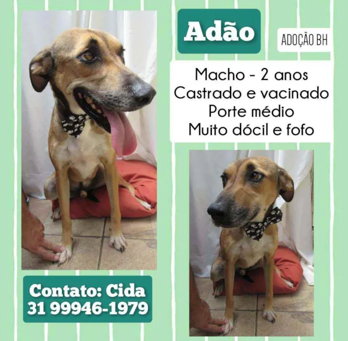 Cachorro raça Srd idade 2 anos nome Adão 