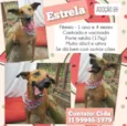 Estrela