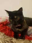 Amora